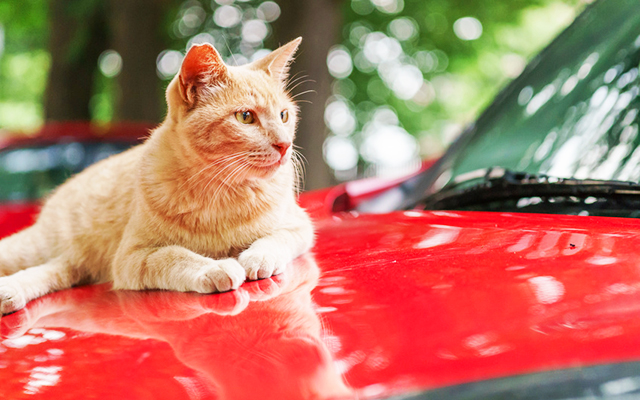 車のボンネットの上に猫が 傷をつけられない対策とは